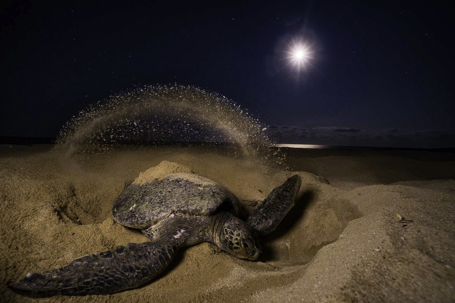 3 Tours  Deal Package : Canoe tour  + Nature walk + Turtle tour or Night walk (when no turtles)