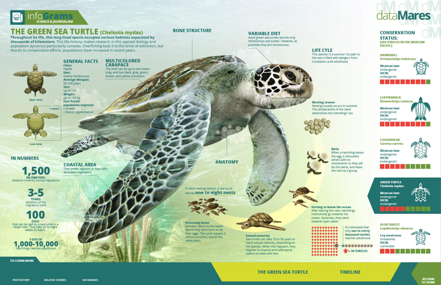 Turtle tour from 1st July till 31st October  (Green sea turtles)