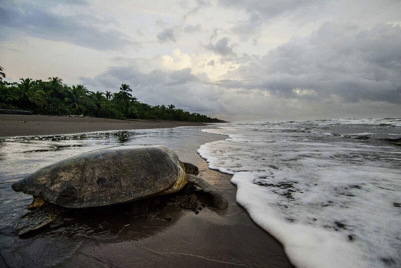 Turtle tour from 1st July till 31st October  (Green sea turtles)