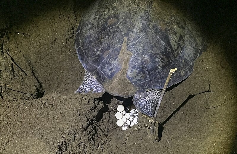 Turtle tour from 1st July till 31st October  (Green sea turtles)