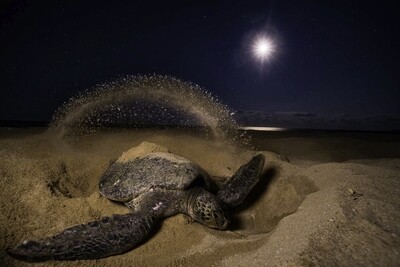Turtle tour from 1st July till 31st October  (Green sea turtles)