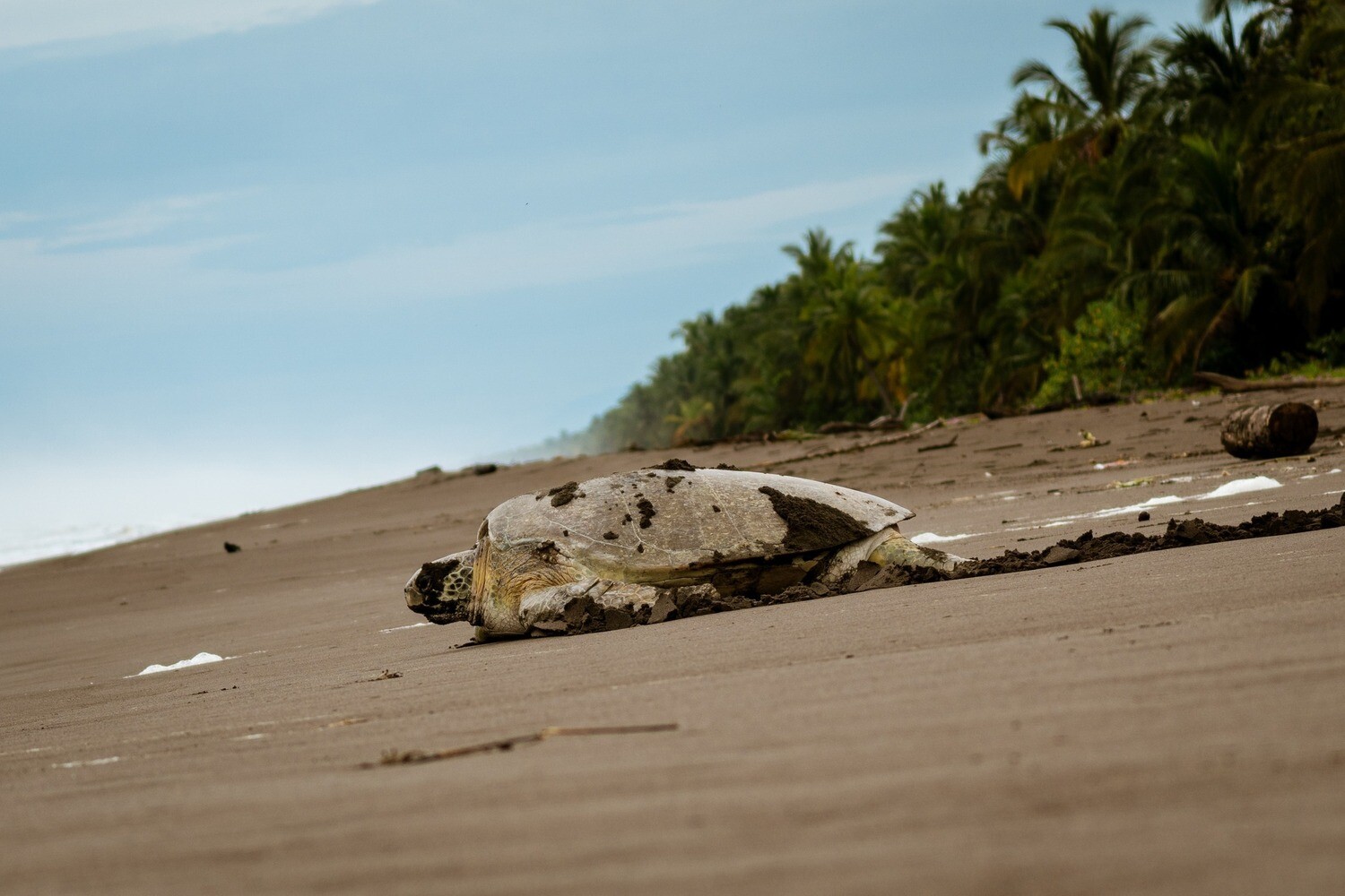 Turtle tour from 1st July till 31st October  (Green sea turtles)