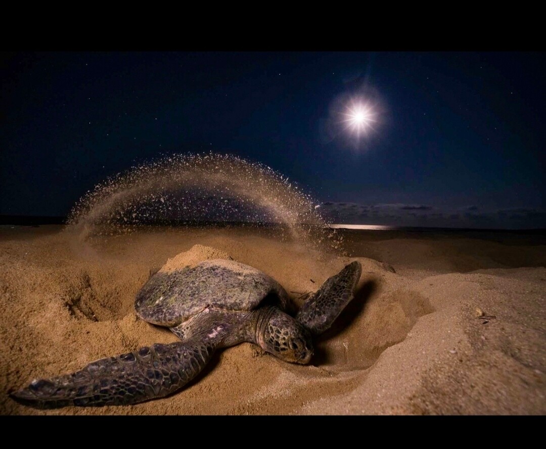 2 Tours  Deal Package : Canoe tour + Nature walk or Turtle tour or Night walk (when no turtles)