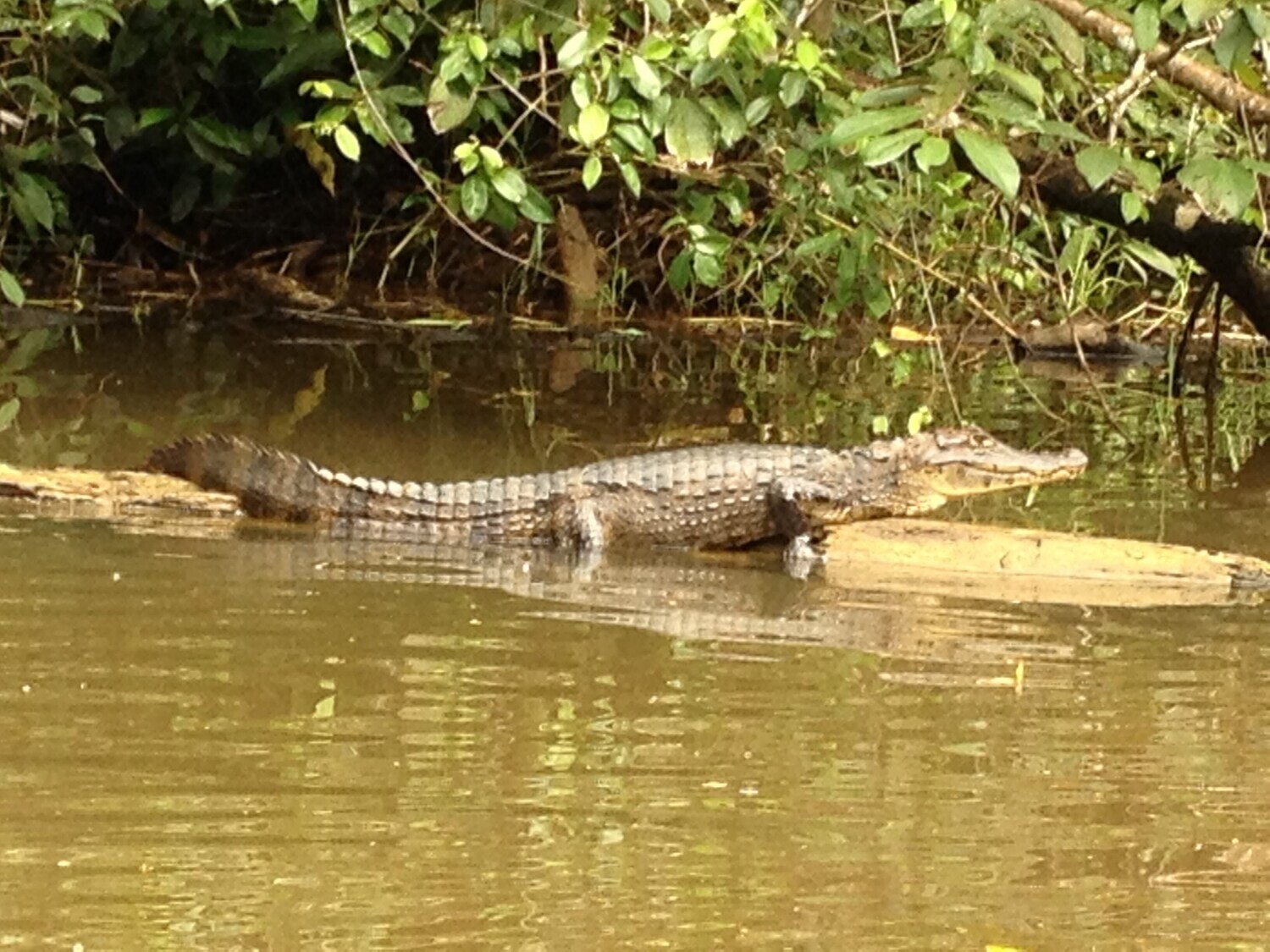 2 Tours  Deal Package : Canoe tour + Nature walk or Turtle tour or Night walk (when no turtles)