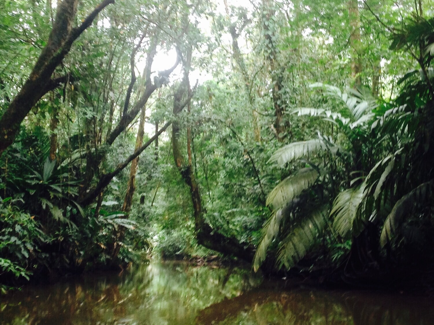 2 Tours  Deal Package : Canoe tour + Nature walk or Turtle tour or Night walk (when no turtles)