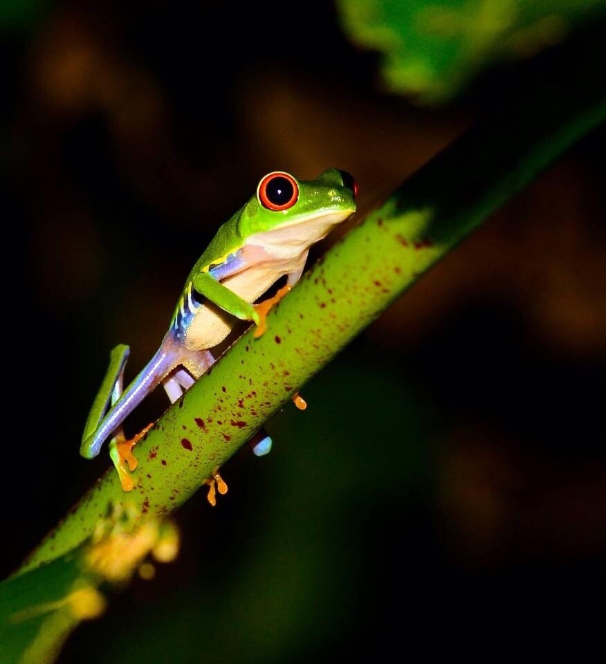 2 Tours  Deal Package : Canoe tour + Nature walk or Turtle tour or Night walk (when no turtles)
