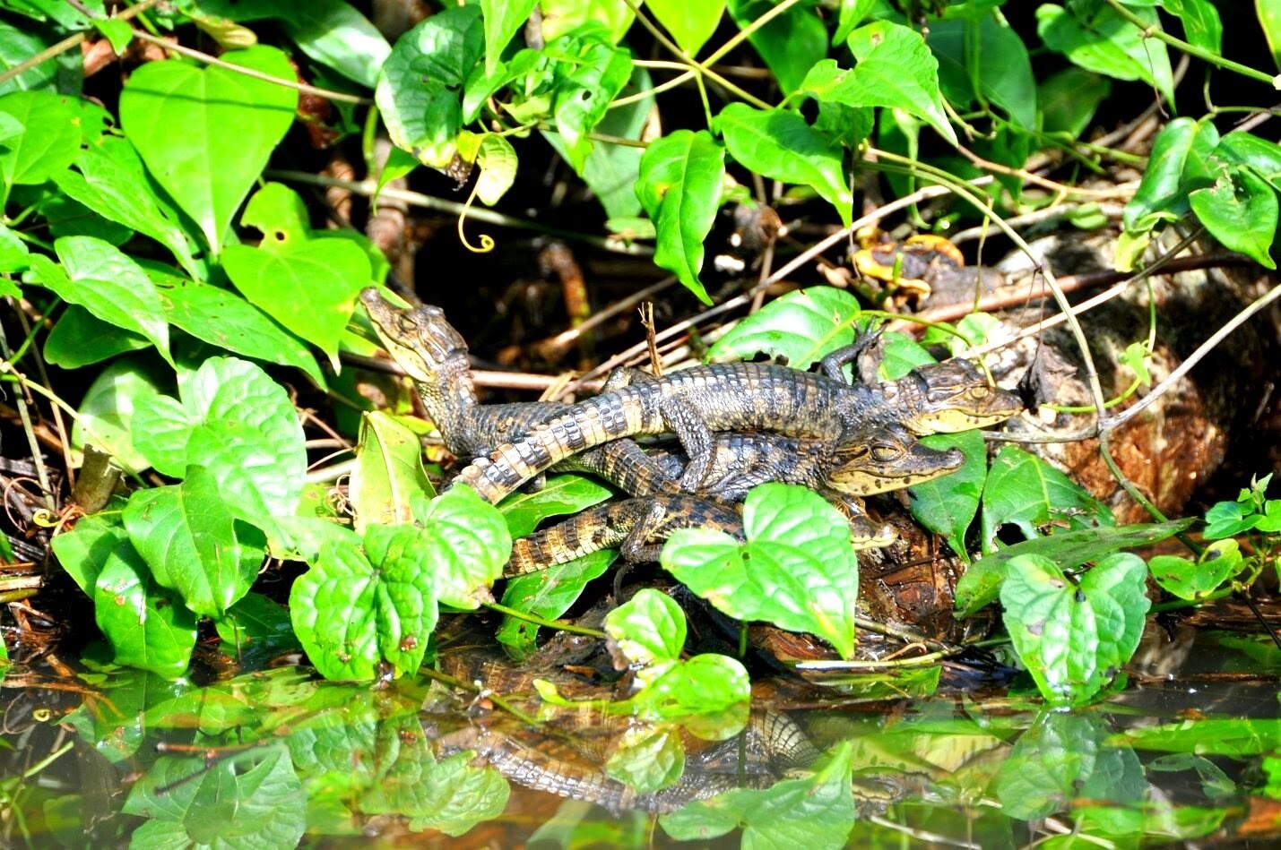 2 Tours  Deal Package : Canoe tour + Nature walk or Turtle tour or Night walk (when no turtles)