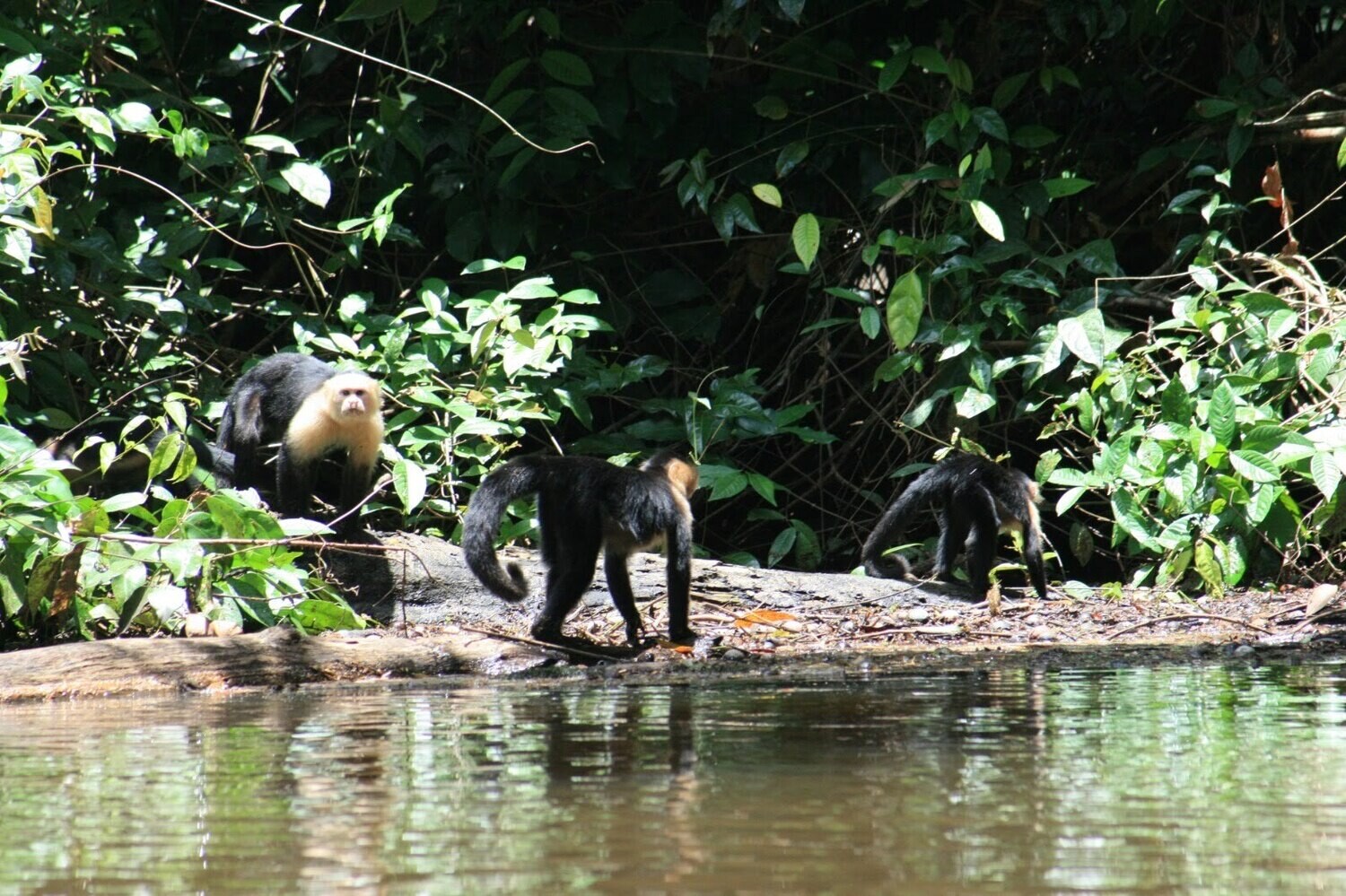 2 Tours  Deal Package : Canoe tour + Nature walk or Turtle tour or Night walk (when no turtles)