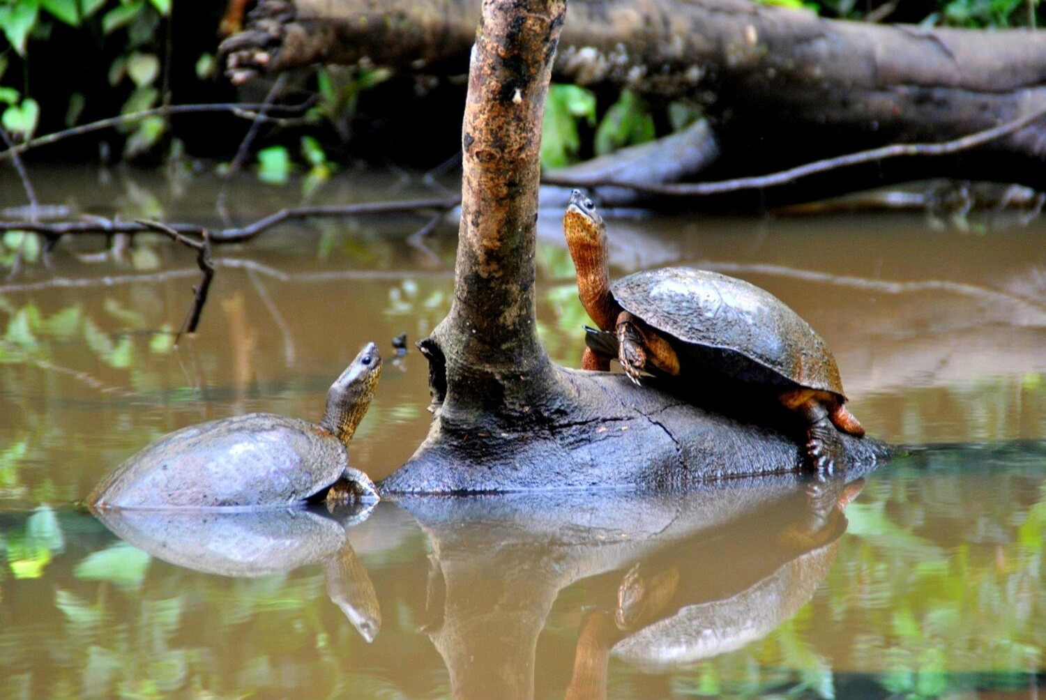 2 Tours  Deal Package : Canoe tour + Nature walk or Turtle tour or Night walk (when no turtles)