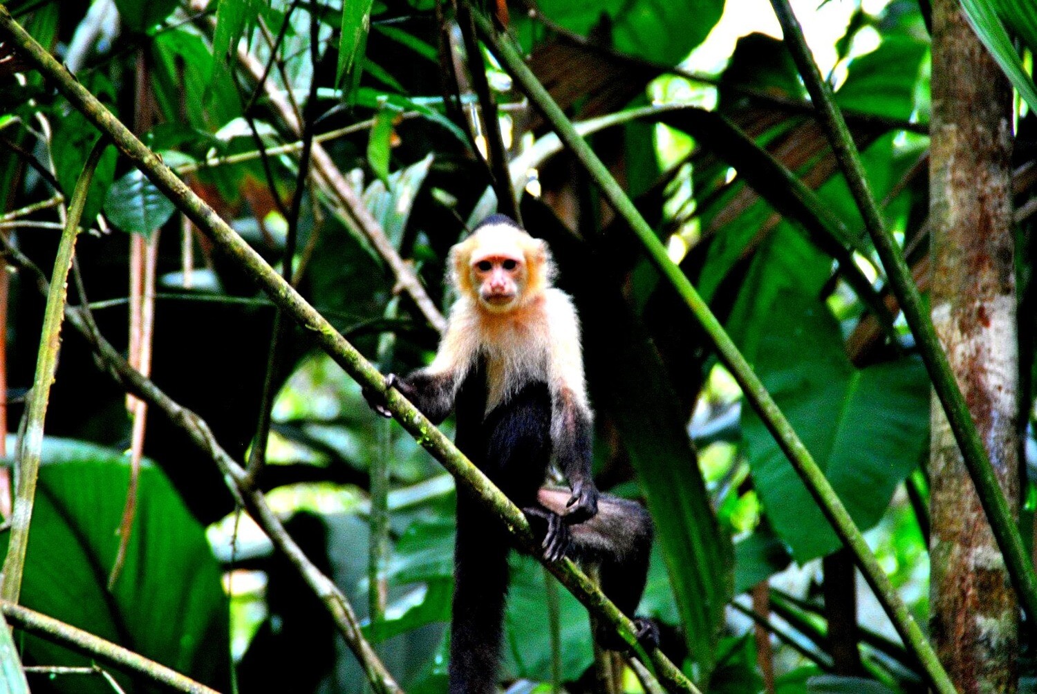 2 Tours  Deal Package : Canoe tour + Nature walk or Turtle tour or Night walk (when no turtles)