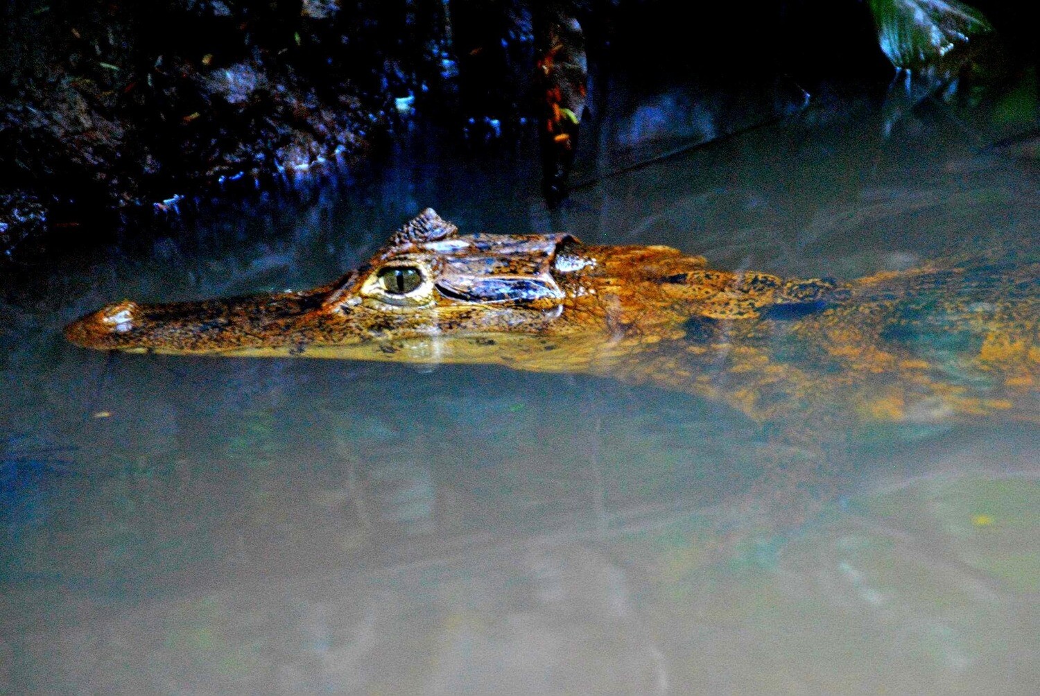 2 Tours  Deal Package : Canoe tour + Nature walk or Turtle tour or Night walk (when no turtles)