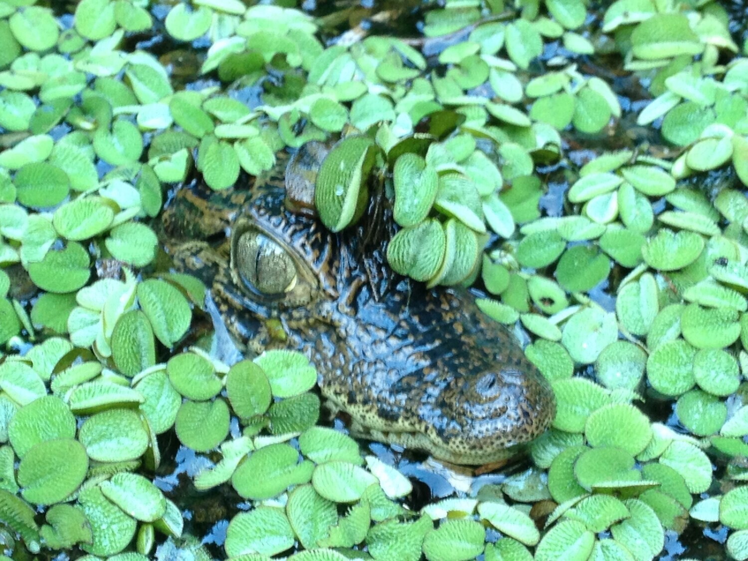 2 Tours  Deal Package : Canoe tour + Nature walk or Turtle tour or Night walk (when no turtles)