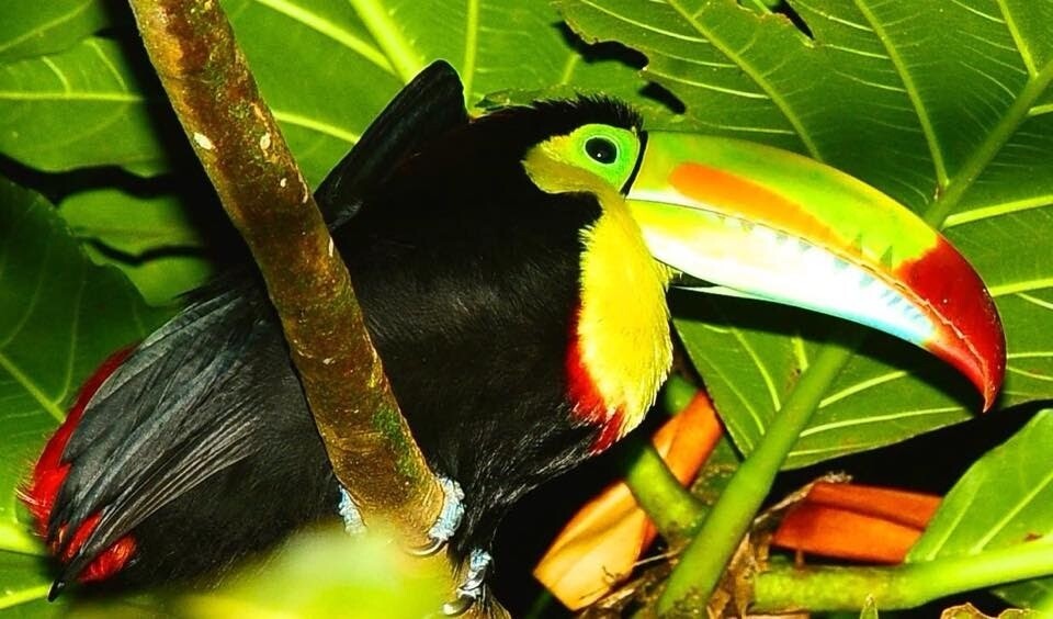 2 Tours  Deal Package : Canoe tour + Nature walk or Turtle tour or Night walk (when no turtles)