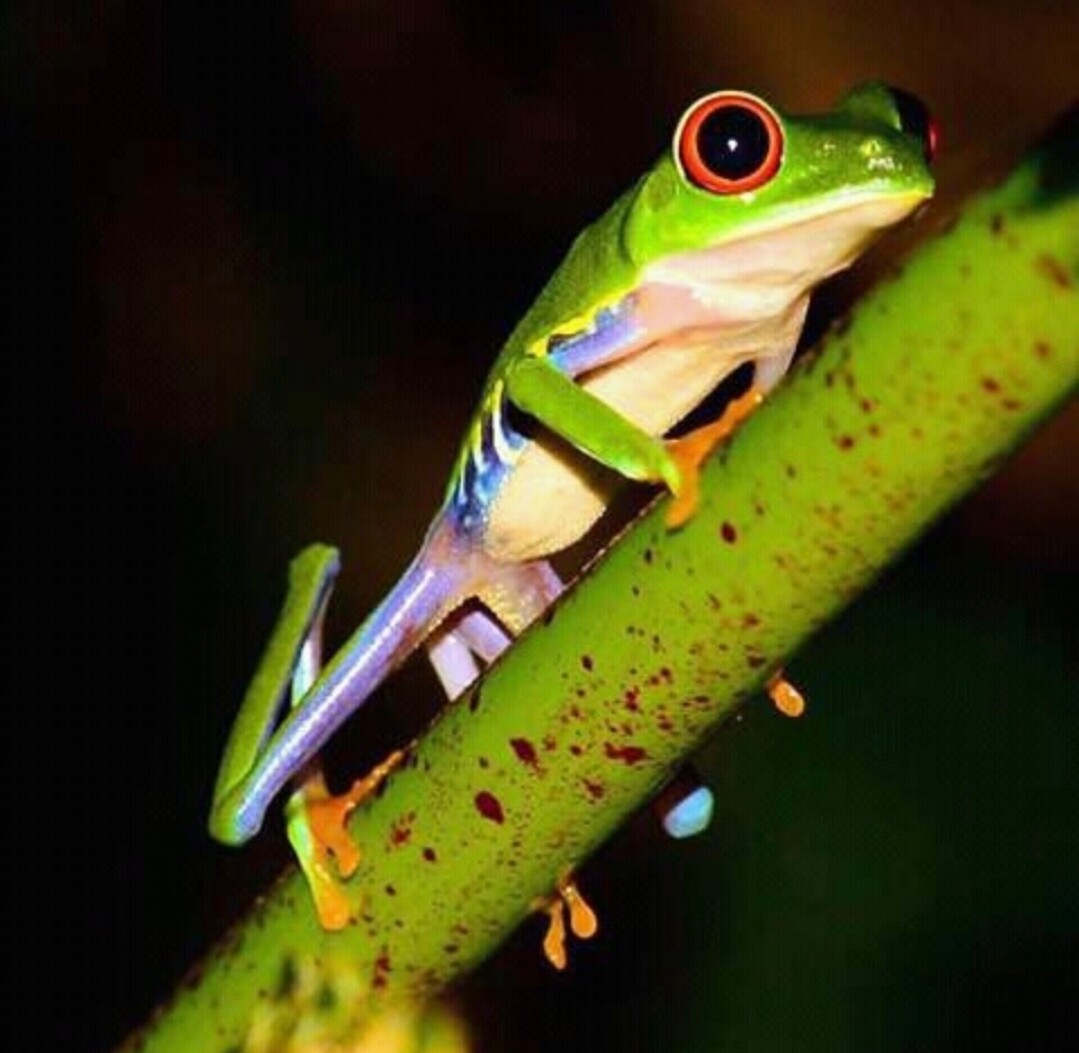 special program for Luc Vanhamme