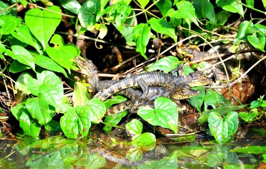 Programa  personalizado Shirley Daiana 