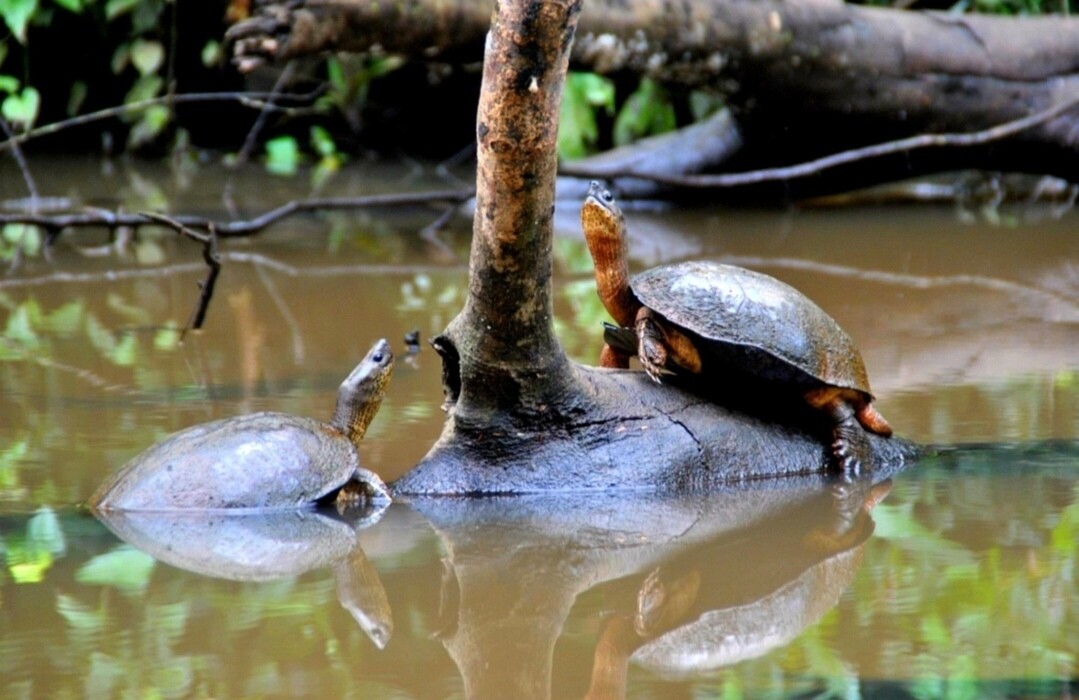 Programa  personalizado Shirley Daiana 
