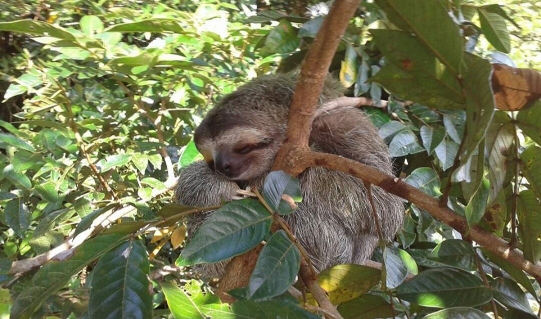 Programa  personalizado Shirley Daiana 