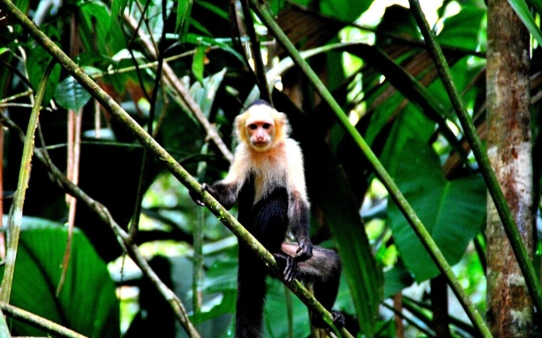 Programa  personalizado Shirley Daiana 