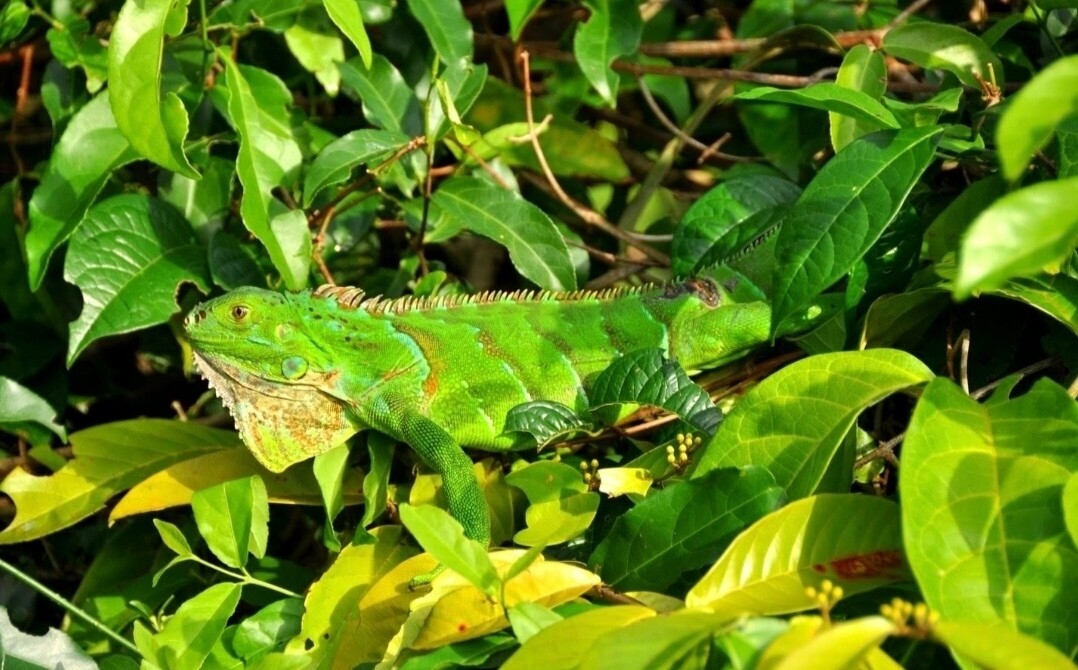 Programa  personalizado Shirley Daiana 