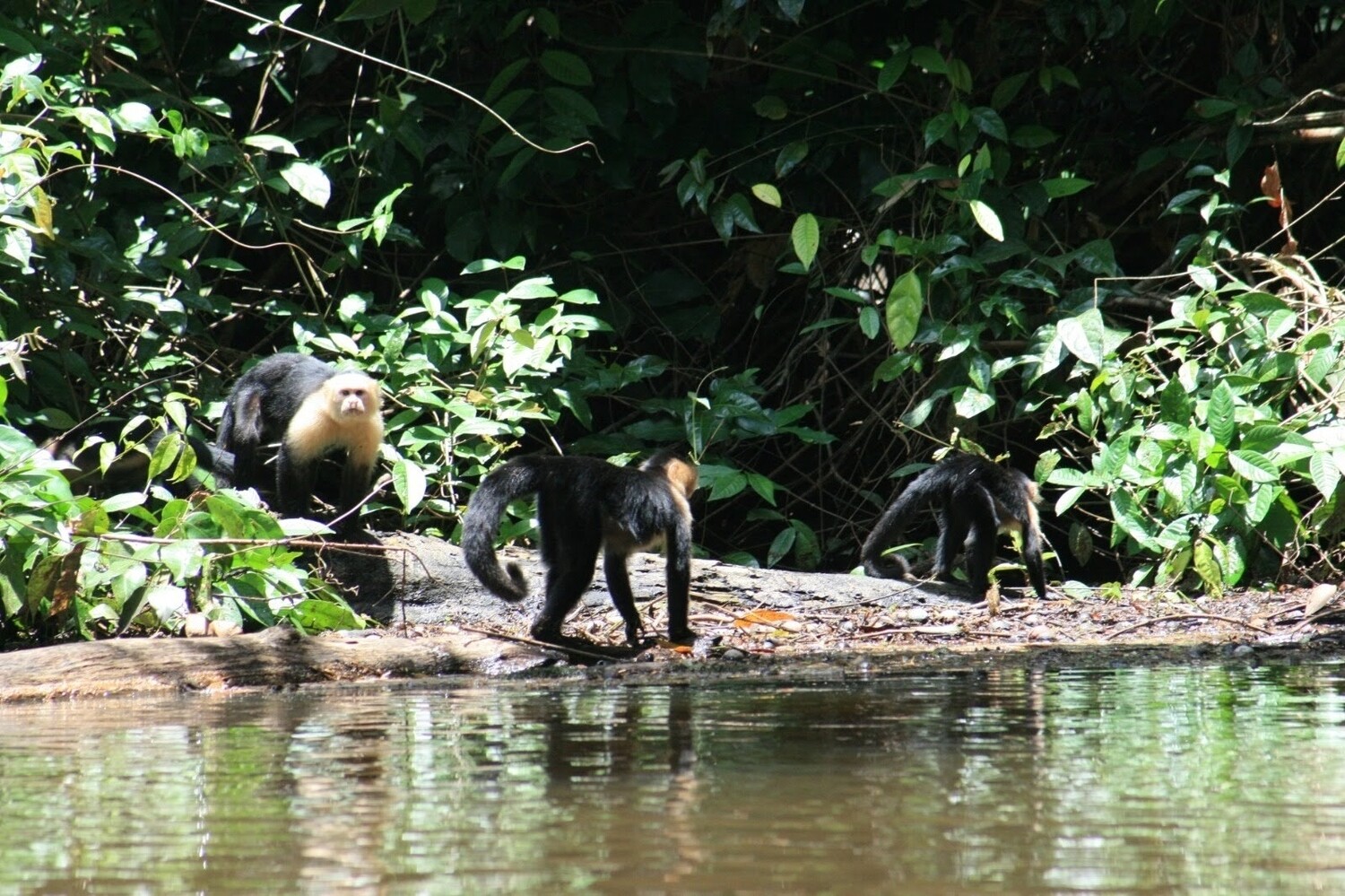 3 Tours  Deal Package : Canoe tour  + Nature walk + Turtle tour or Night walk (when no turtles)
