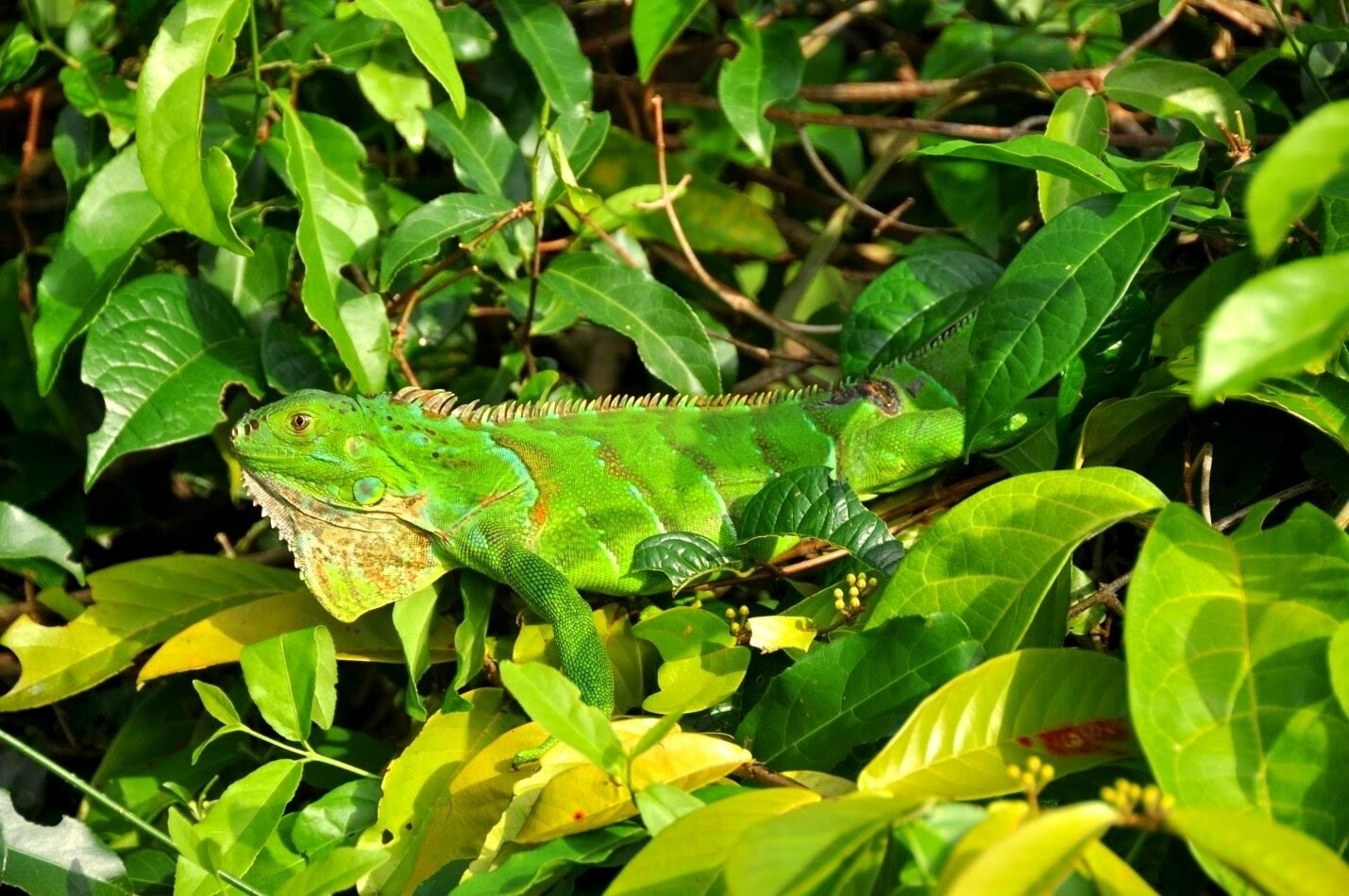 3 Tours  Deal Package : Canoe tour  + Nature walk + Turtle tour or Night walk (when no turtles)