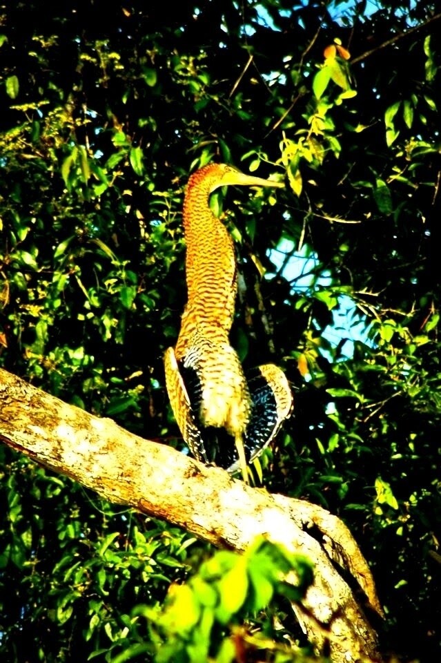 3 Tours  Deal Package : Canoe tour  + Nature walk + Turtle tour or Night walk (when no turtles)