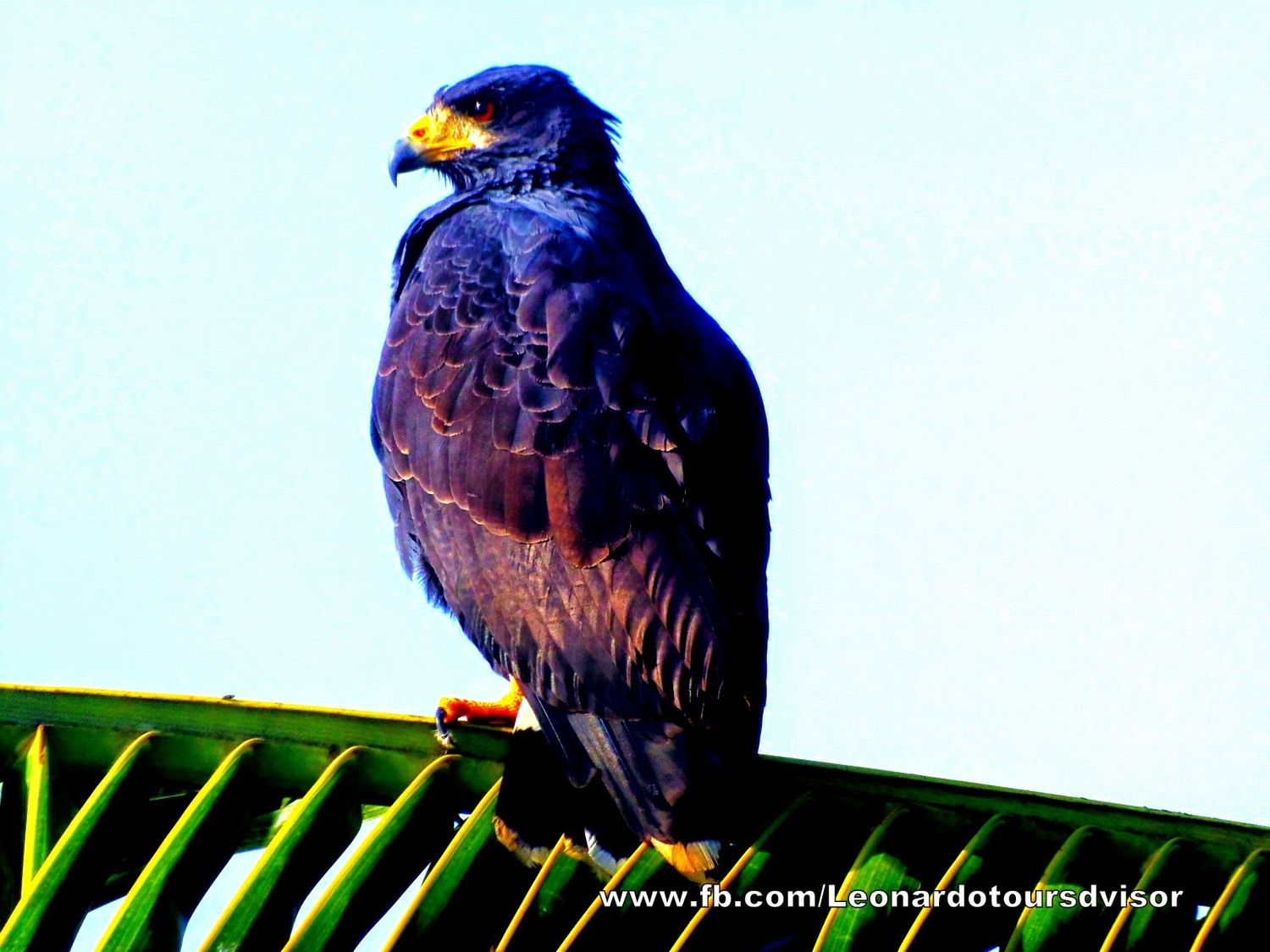 Special program for Tammy Roe 