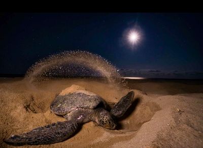 Special program for Tammy Roe 