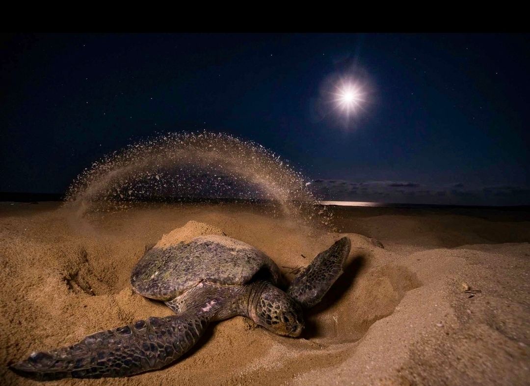 Special program for Tammy Roe 