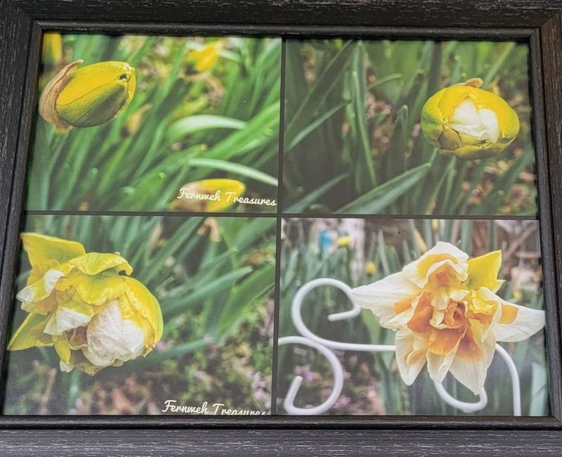 Replete Narcissus