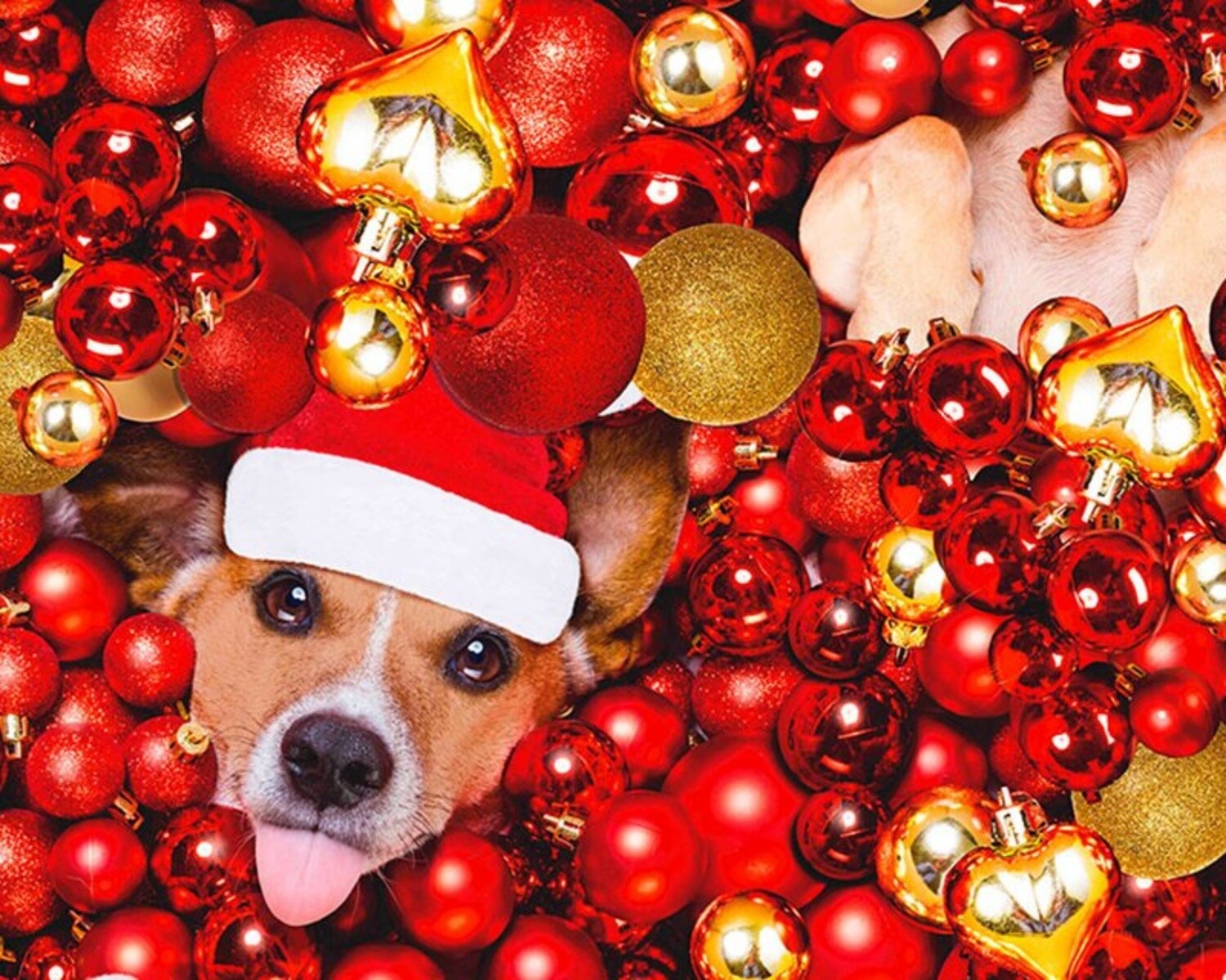 Christmas Dogs - Red - 100% cotton digital print fabric