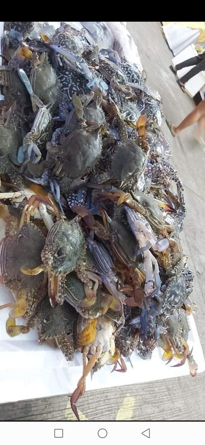 Fresh Crabs