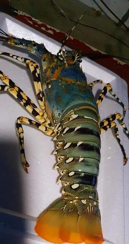 Live Tiger Lobster