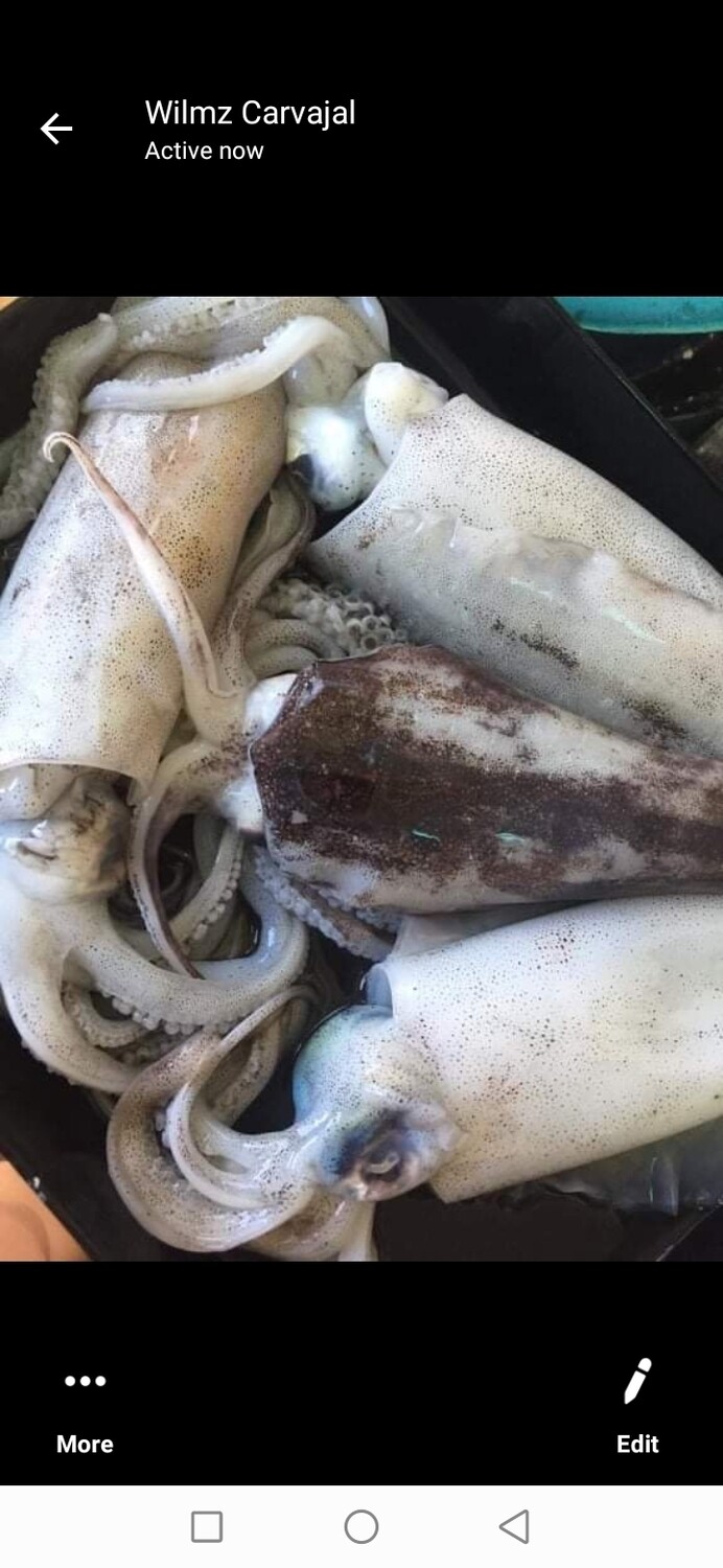 SQUID Large