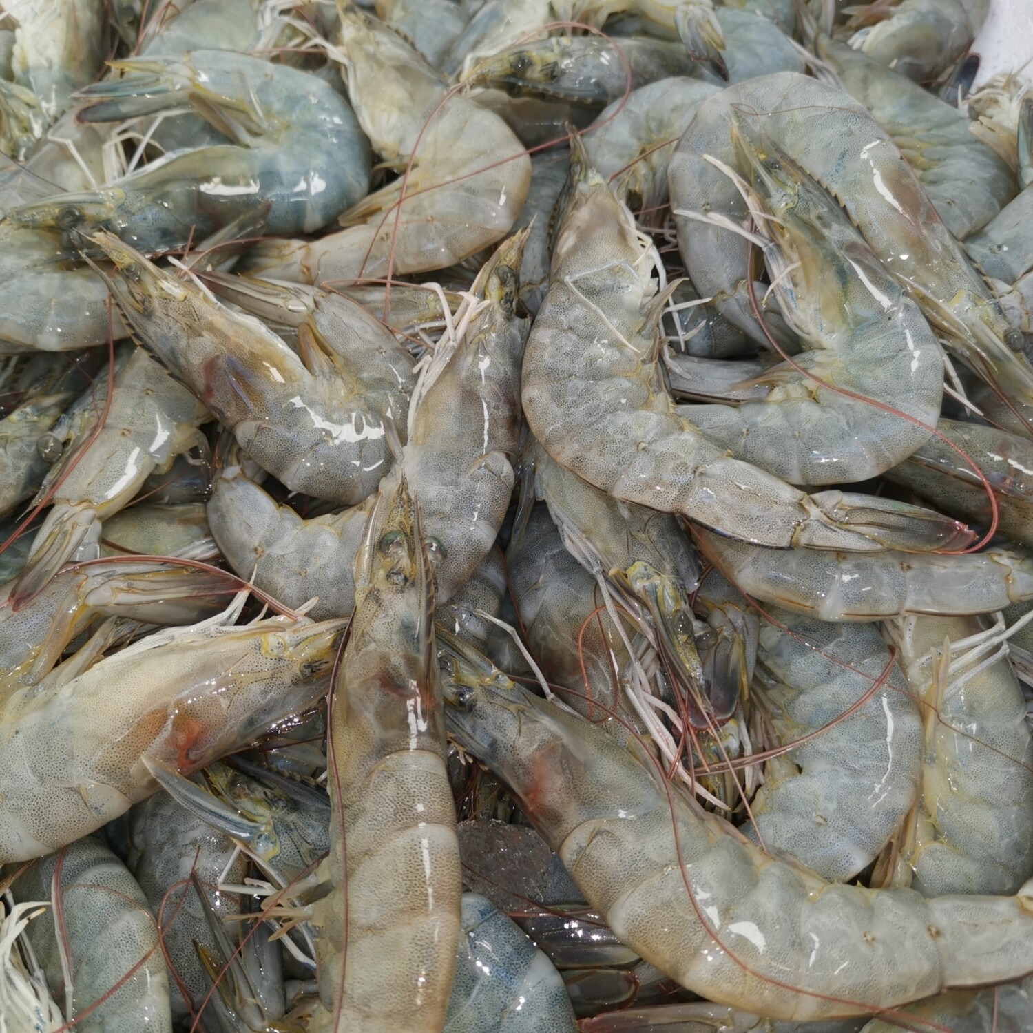 Shrimps 25 gms