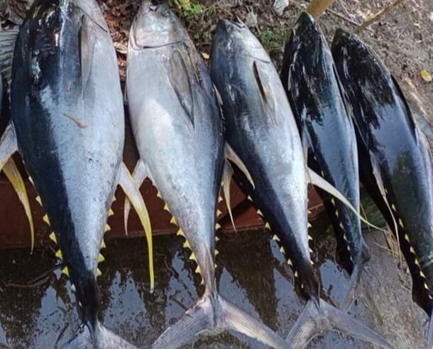 Yellow Fin Tuna