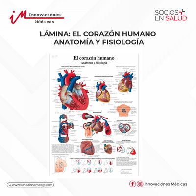 Lámina: El corazón humano anatomía y fisiología