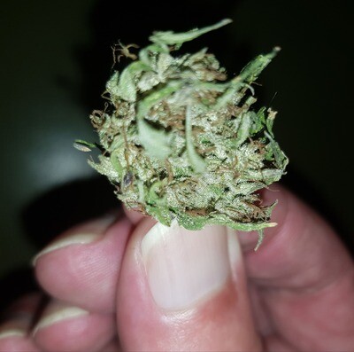 Hanfblüten mit 12% CBD - 1 g Hanfblüten mit 12% CBD - 1 g