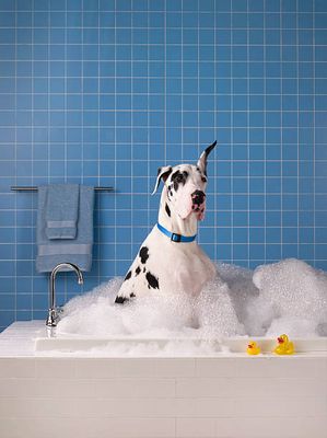 Tulu Pets