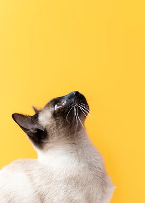 Gatos