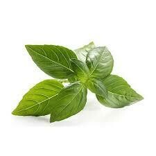 Fresh Herb Basil 1oz