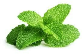 Fresh Herb Mint 1oz