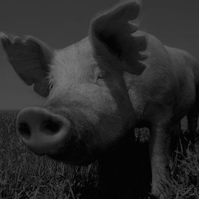 Piggy Play