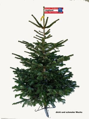 Nordmanntanne  "Joglland"  Preis incl. Versand bis max. 180cm