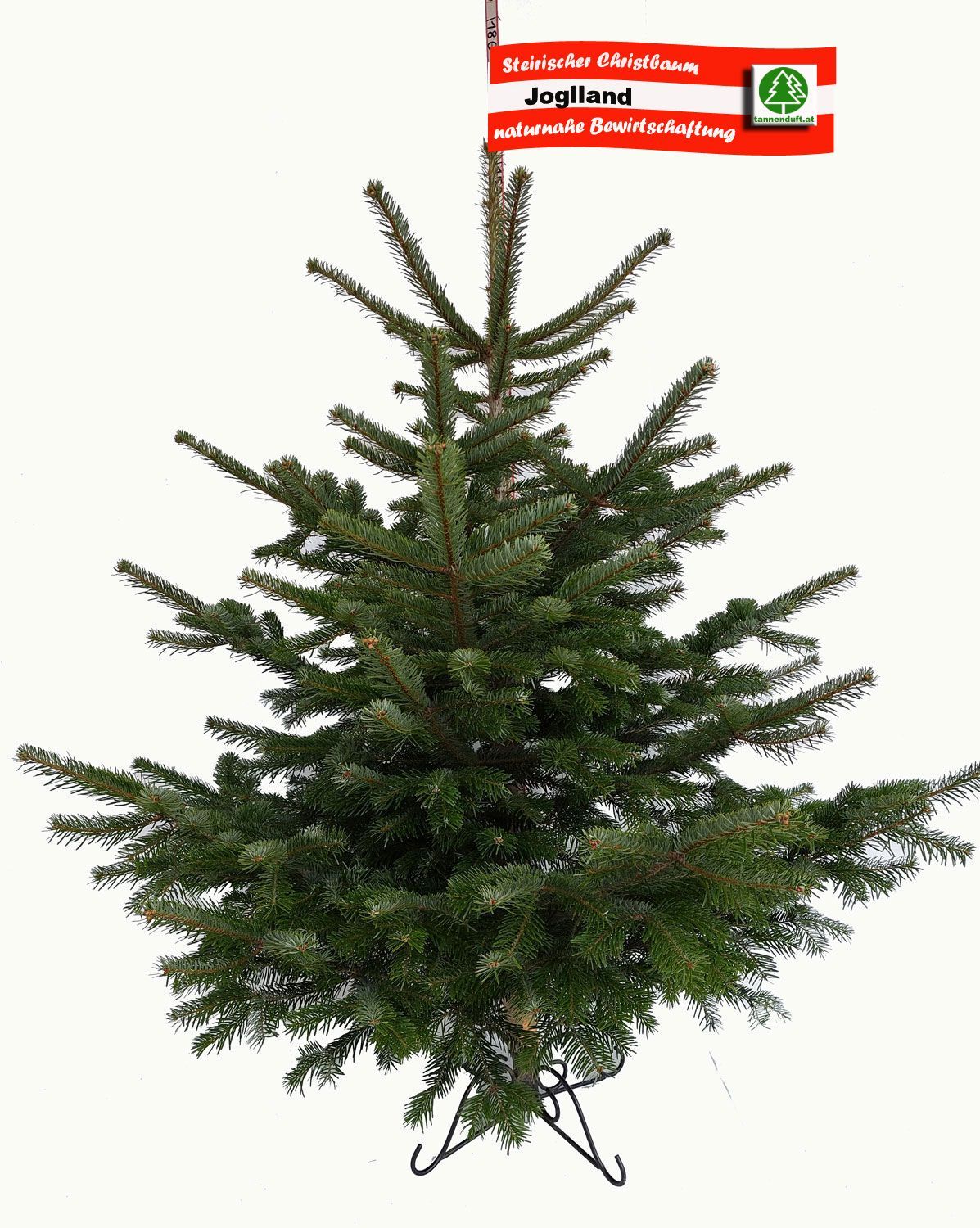 Nordmanntanne Nordmanntanne "Joglland" Preis incl. Versand bis max. 180cm