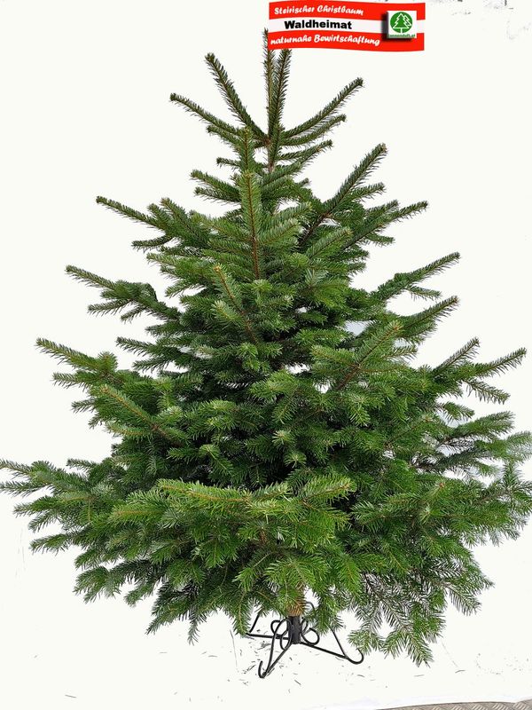 Nordmanntanne "Waldheimat" 100-250cm