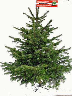 Nordmanntanne "Waldheimat" 100-250cm