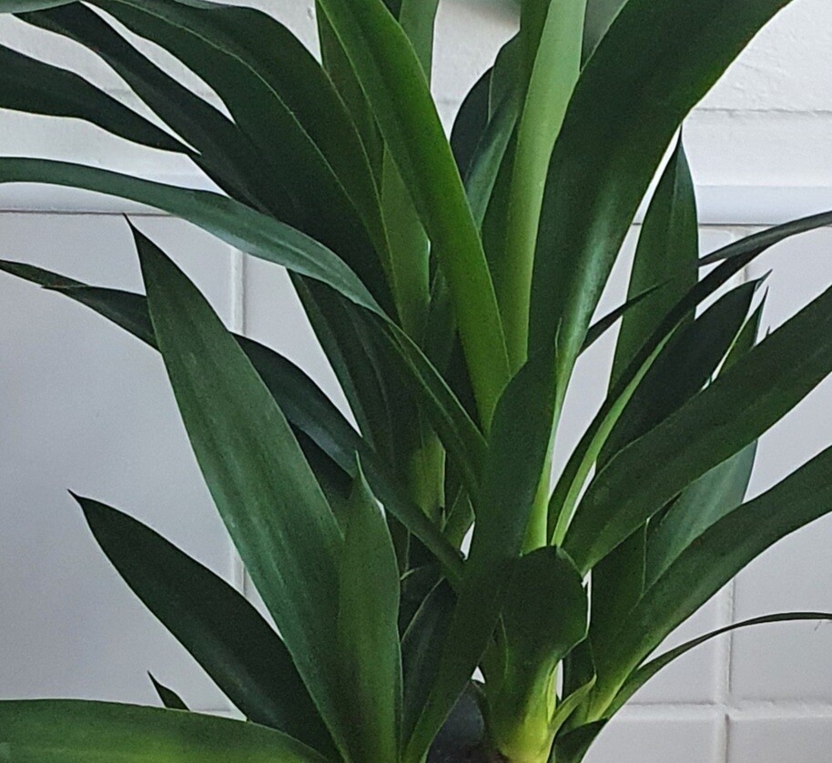 Yucca Plant