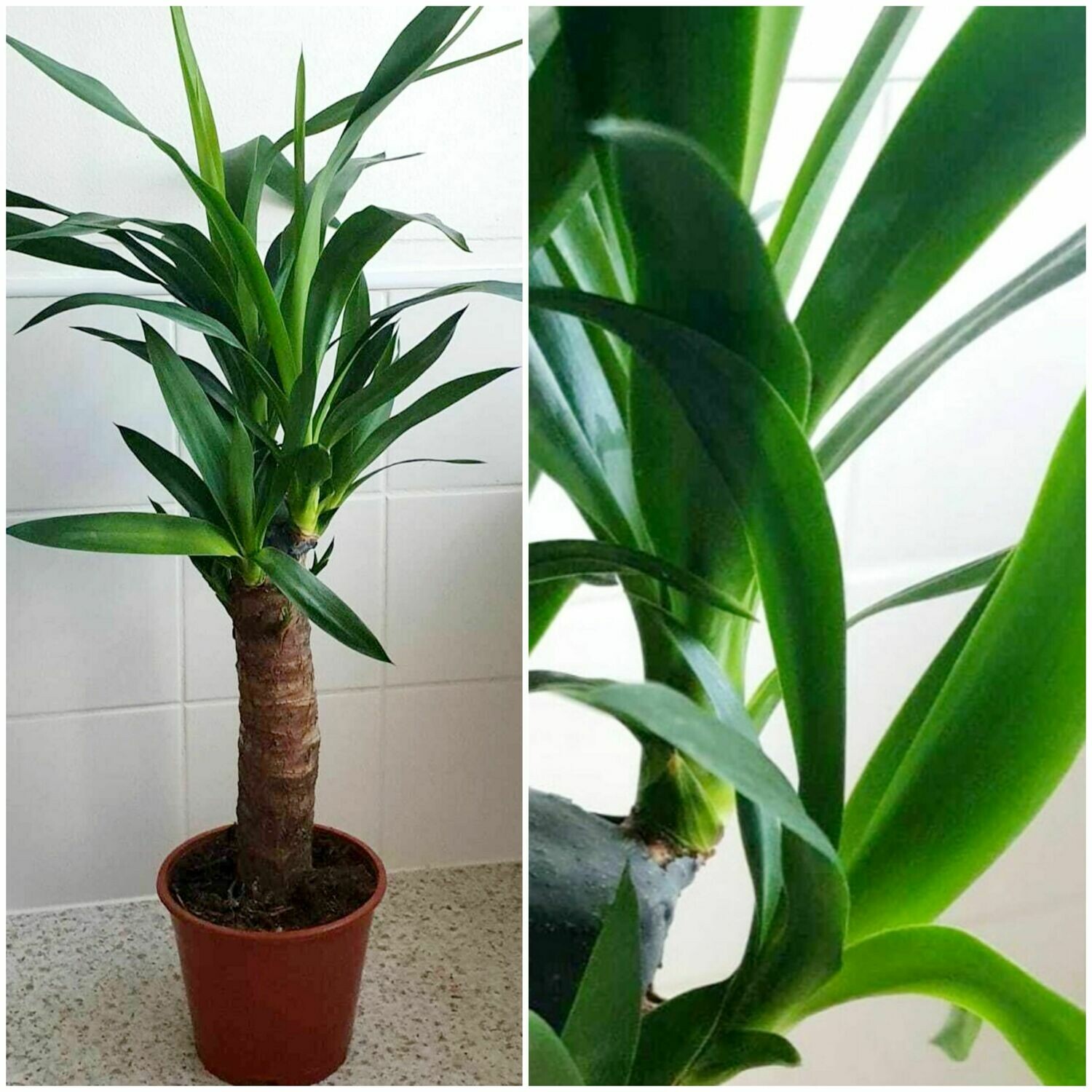 Yucca Plant