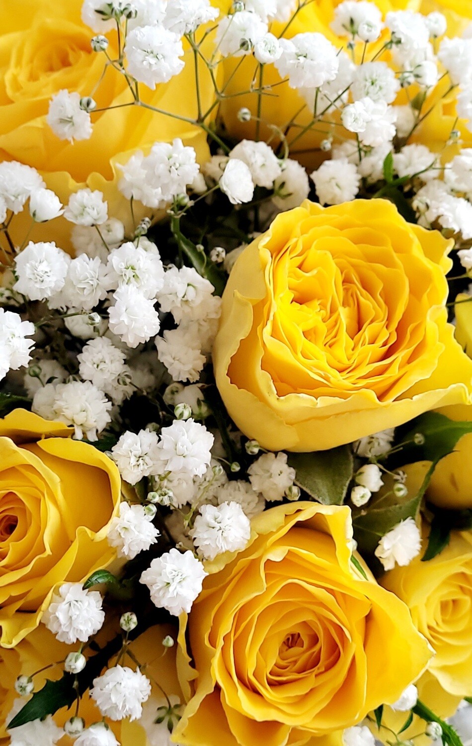 Yellow Roses